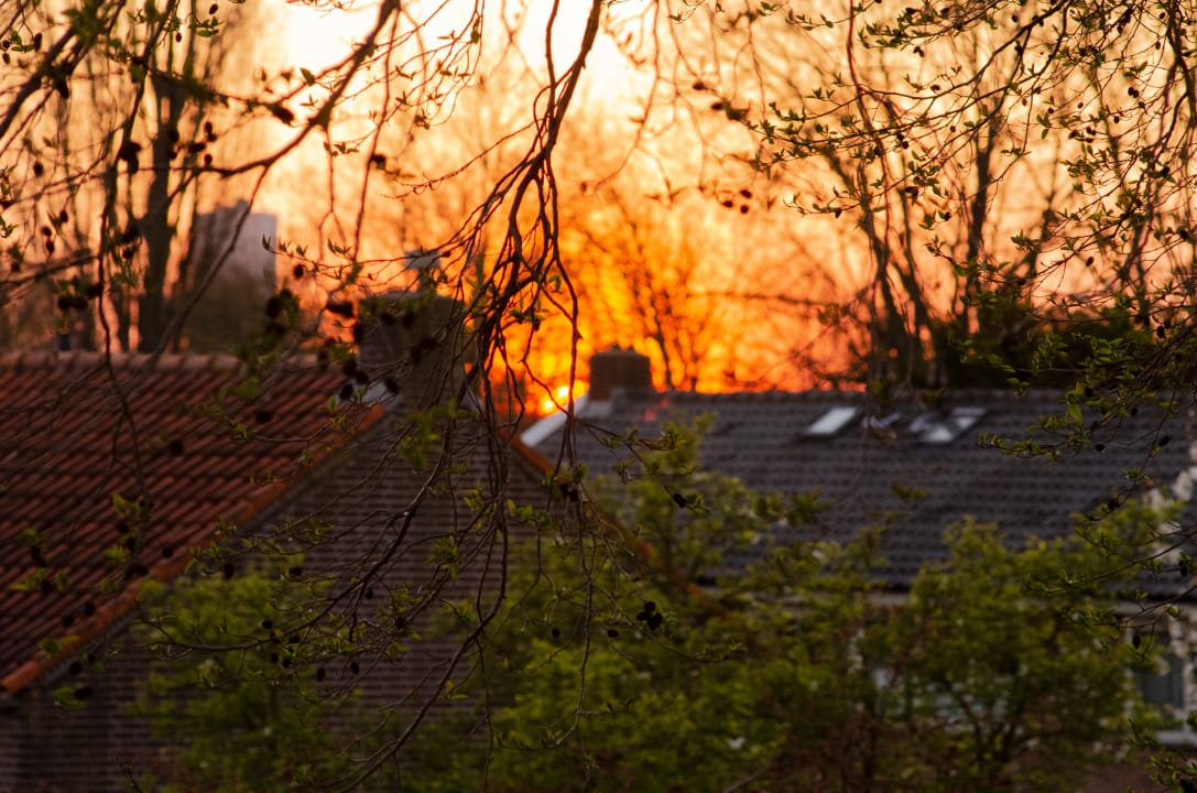 Sunset through tree branches