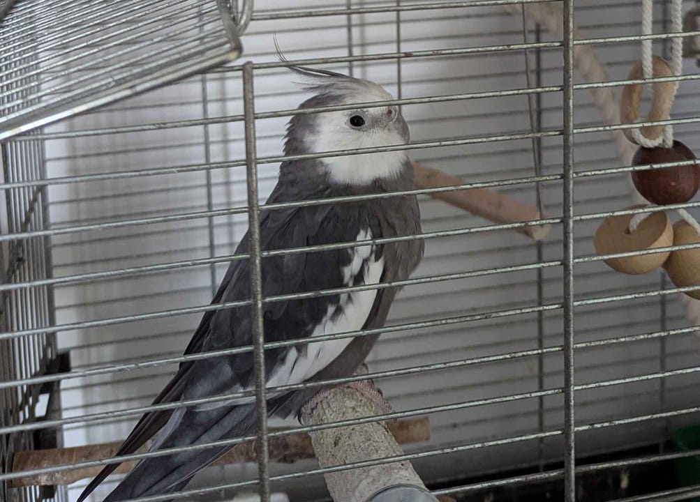 Bird sitting on perch