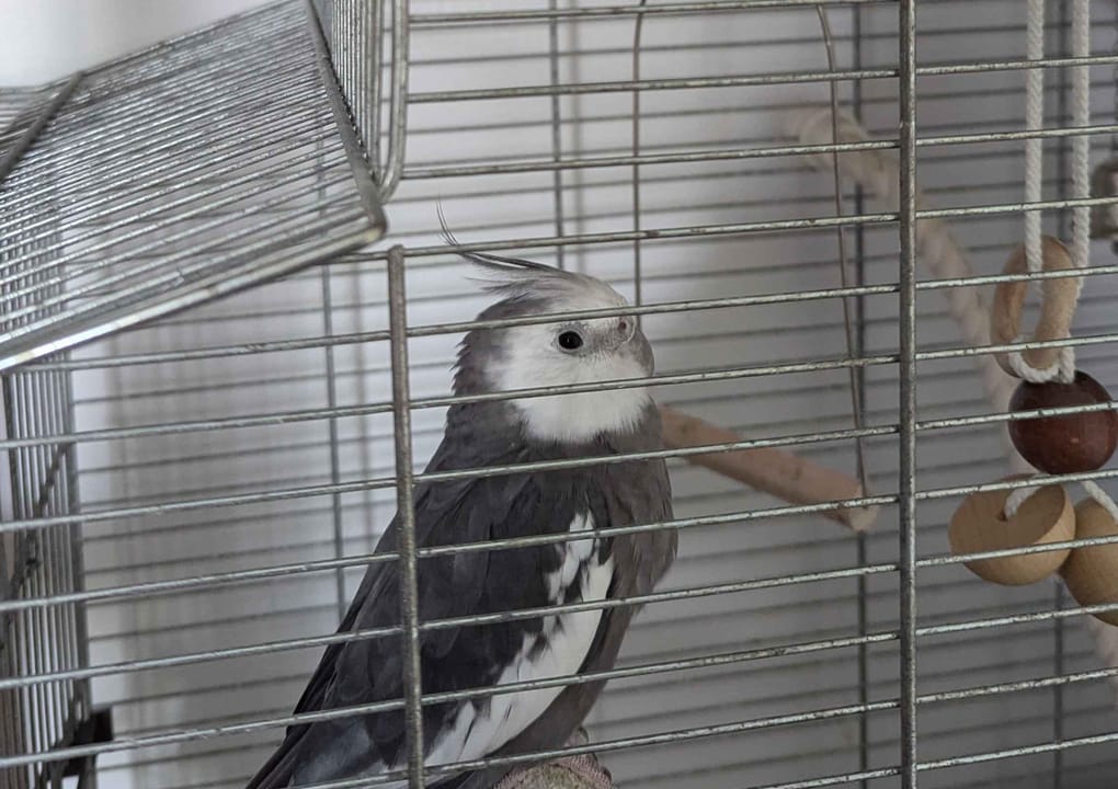 Bird perched inside of smart cage